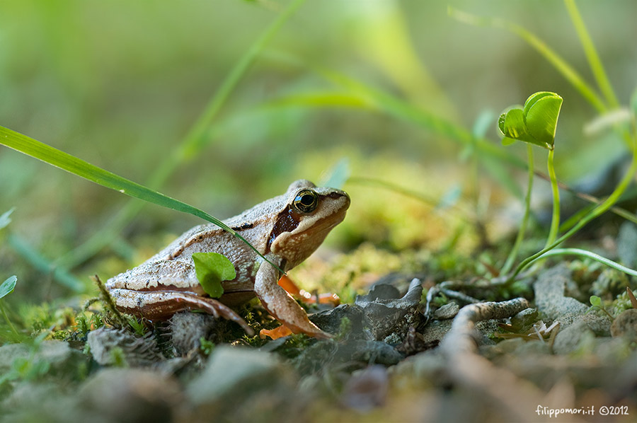 Identificazione Rana - Rana temporaria